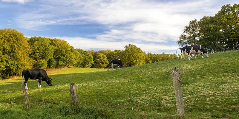 Cows in farmer's field in Shropshire