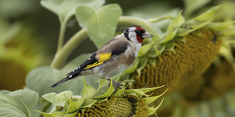 Bird at Shopshire farm