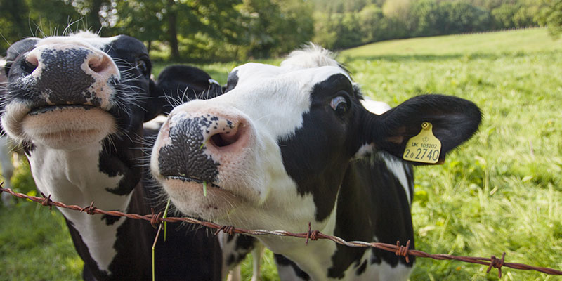 Grazing cows