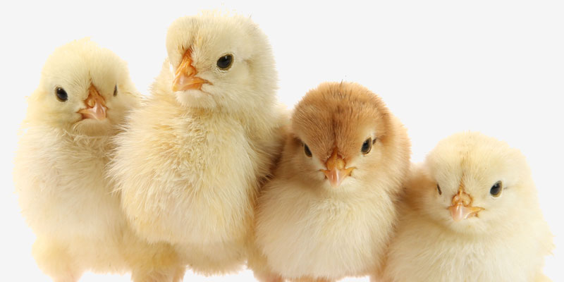 Baby chickens