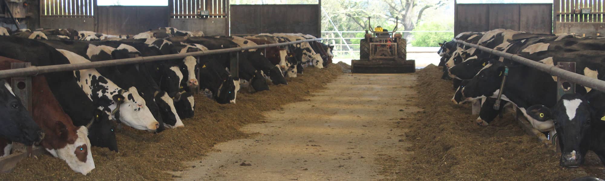 Cows feeding in Market Drayton
