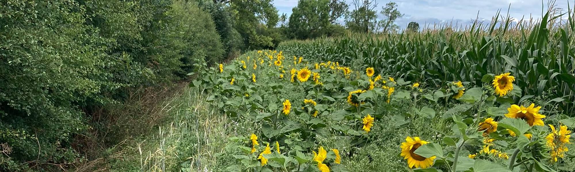 Crops growing at Market Drayton farm