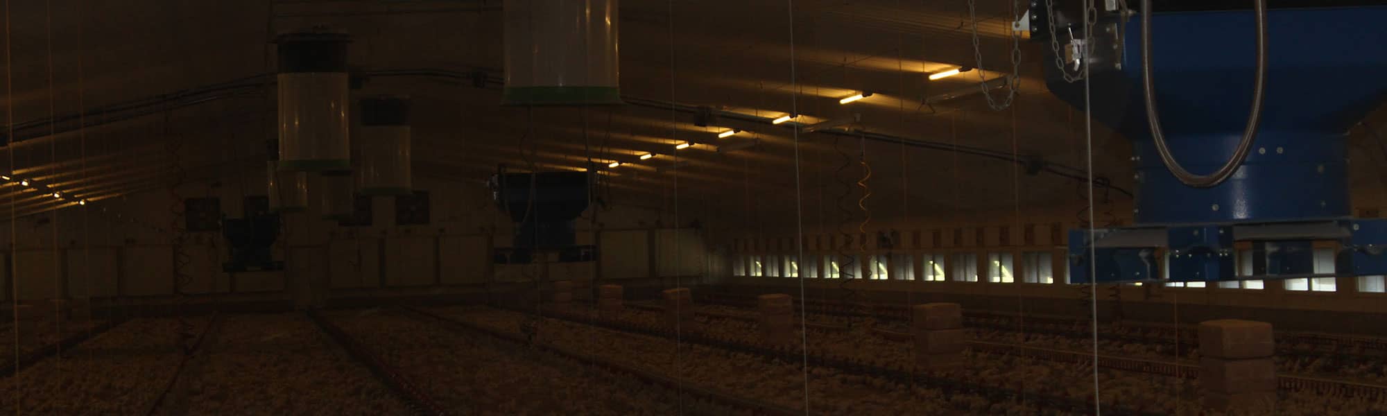 Chicken farm in Market Drayton