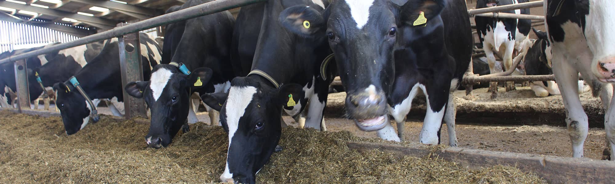 Cows feeding in Shropshire