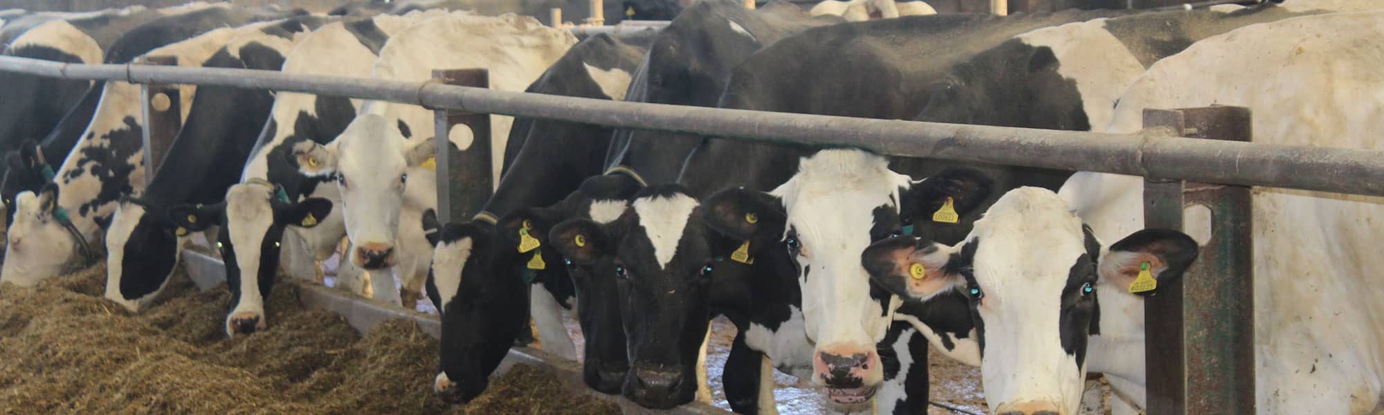Cows at farm in Cheshire