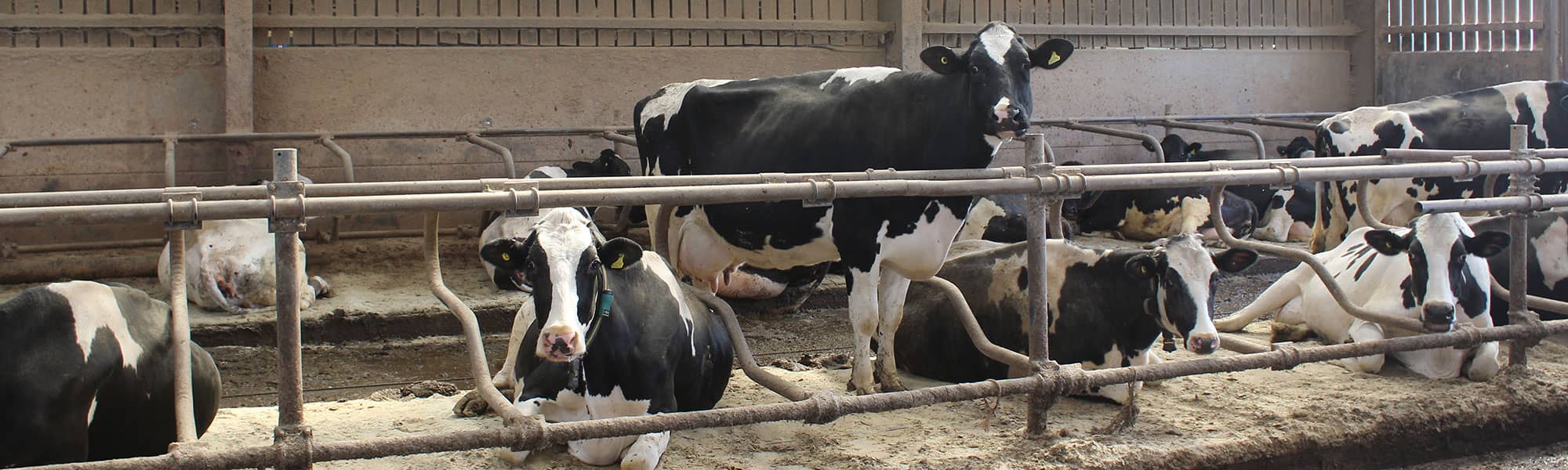 Cows at Shropshire farm