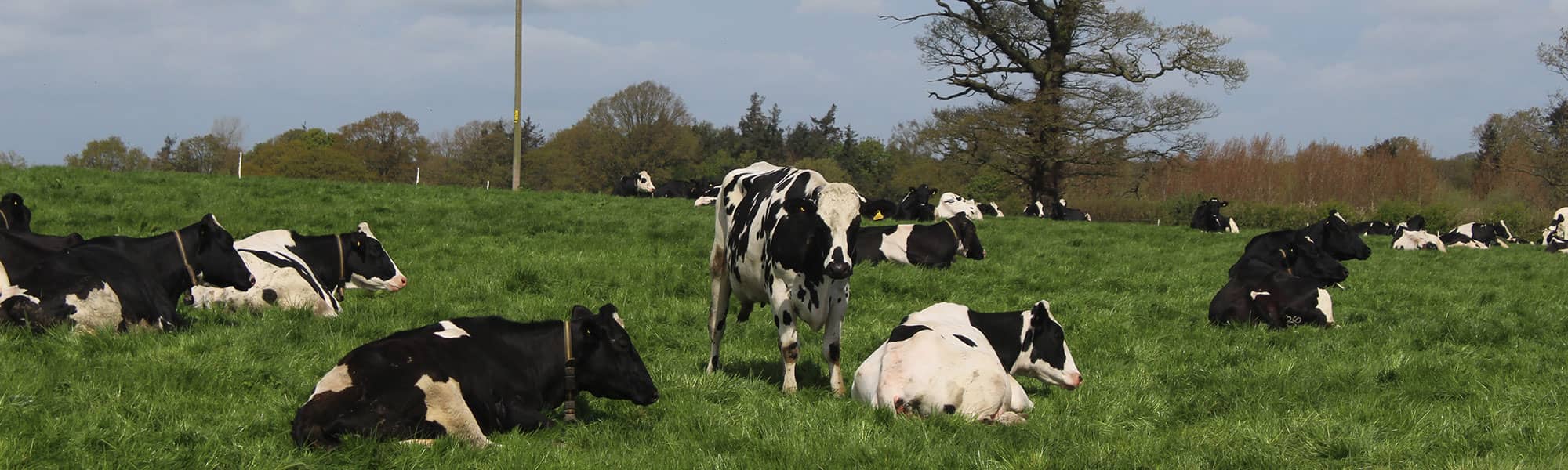 Cows in field at Shropshire farm