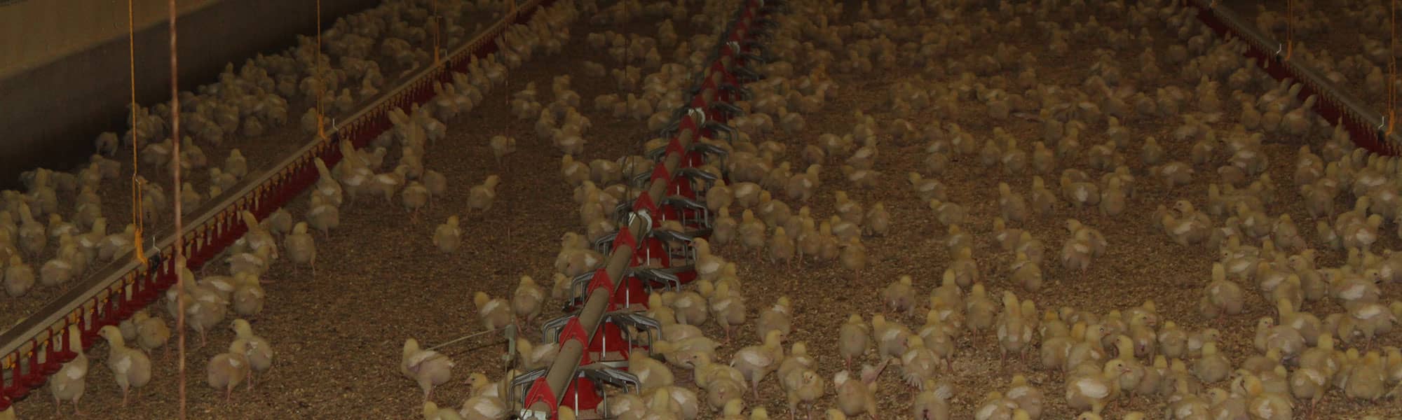 Poultry farm