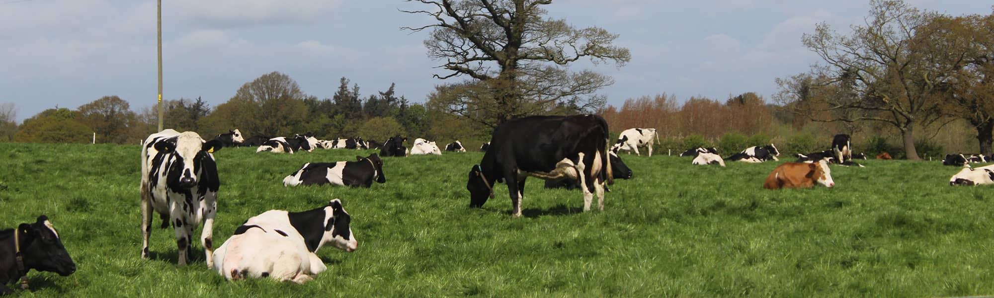 Cows at farm in Shropshire