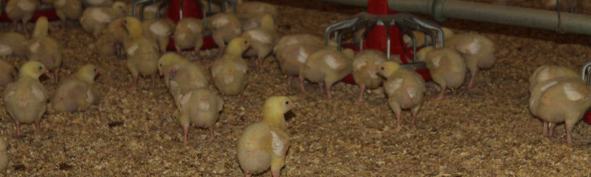 Baby chicks at farm in Shropshire