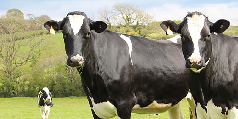 Cows in farmer's field