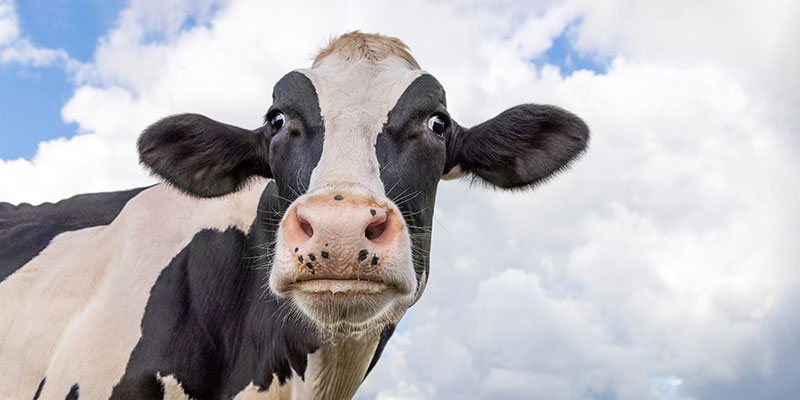 Cow in Market Drayton