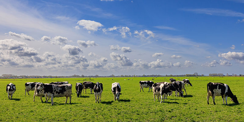 Cows grazing at farm