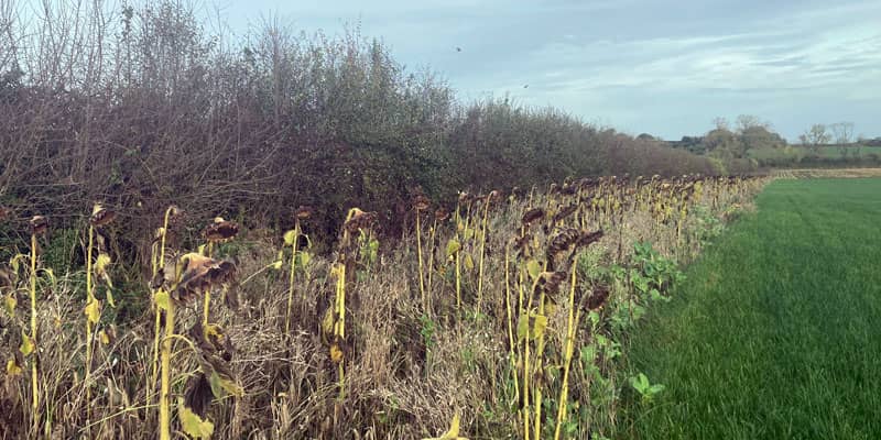 Agriculture at Shropshire farm