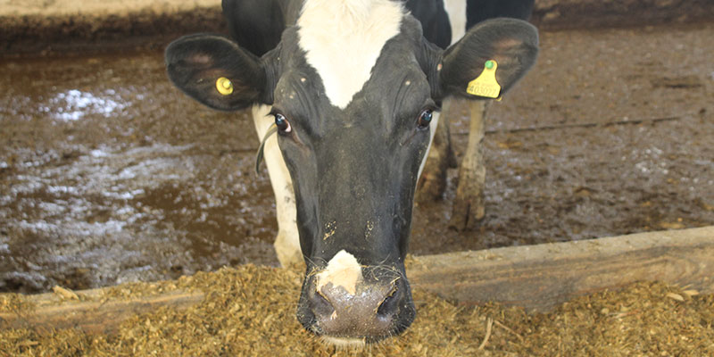 Cow at dairy farm