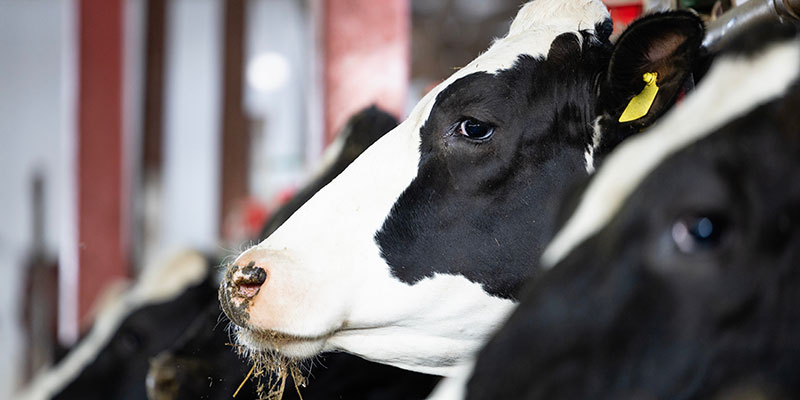 Cows at dairy farm