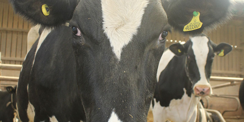 Grazing cow