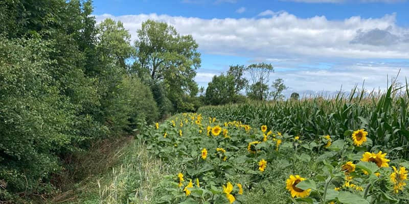 Crops growing at Market Drayton farm