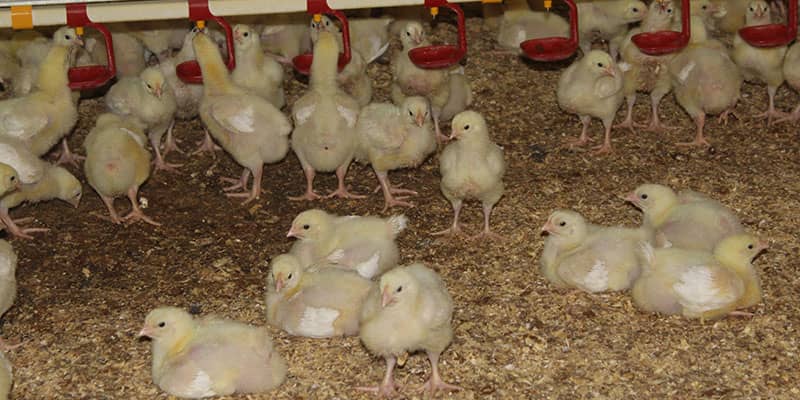 Baby chicks at chicken farm
