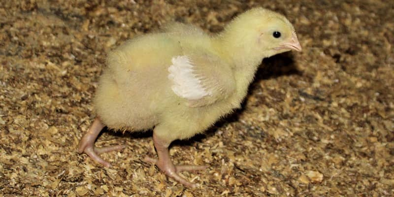 Poultry farm