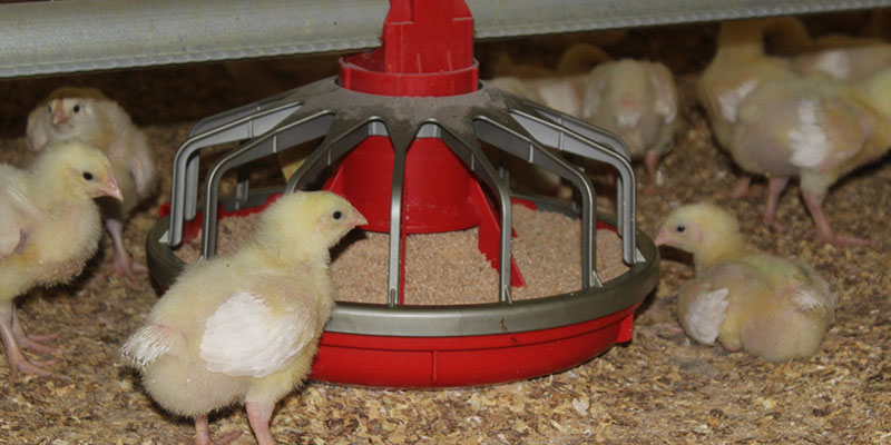 Baby chicks in Market Drayton
