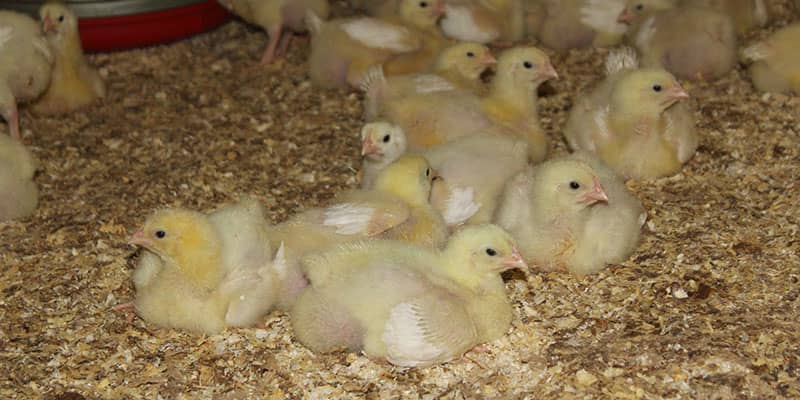Chicken coop